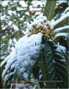 Loquat (Photina Japonica)