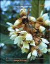 Loquat (Photina Japonica)