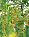 Павлония томентоза Имперская (Paulownia tomentosa – Imperialis)