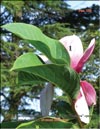 Magnolia «Iolanthe»