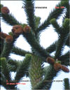 Араукария чилийская (Araucaria araucana) – Обезьянье дерево