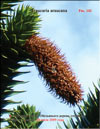 Monkey-puzzle tree (Araucaria araucana)