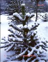 Monkey-puzzle tree (Araucaria araucana)