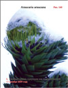 Monkey-puzzle tree (Araucaria araucana)