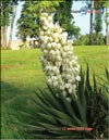 Yucca treculeana Carriere