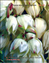 Yucca treculeana Carriere