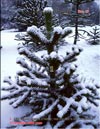 The snow in the Loire valley, middle of December, 2009