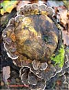 Maitake (Grifona frondosa)