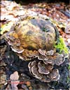 Maitake (Grifona frondosa)