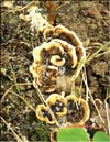 Maitake (Grifona frondosa)