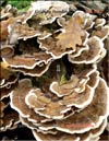 Maitake (Grifona frondosa)