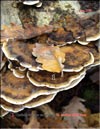 Maitake (Grifona frondosa)