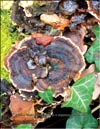 Maitake (Grifona frondosa)