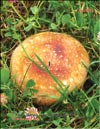 Грибы Шитаке (Shiitake)