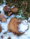 Грибы Шитаке (Shiitake)