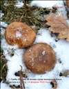 Грибы Шитаке (Shiitake)