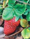 Garden strawberries (Fragaria ananassa)