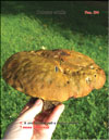 Cep  (Boletus edulis)