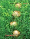 Белые грибы (Boletus edulis)