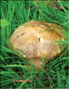 Cep (Boletus edulis)