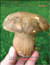 Белые грибы (Boletus edulis)