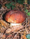 Cep  (Boletus edulis)