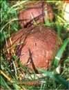 Белые грибы (Boletus edulis)