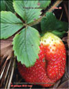 Garden strawberries (Fragaria ananassa)