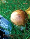 Маслята обыкновенные (Suillus lureus)