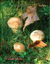 Маслята обыкновенные (Suillus lureus)