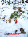 The garden strawberries (Fragaria ananassa)