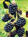 Ежевика (Rubus caesius)