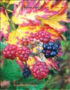 Blackberry (Rubus caesius)