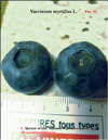 Bilberry (Vaccinium myrtillus L.)