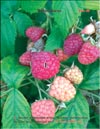 Red raspberry (Rubus daeus)