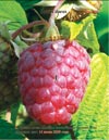 Малина (Rubus daeus)