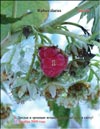 Малина (Rubus daeus)