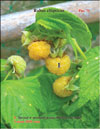 Yellow raspberry (Rubus ellipticus)