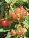 Red currant (Ribes vulgare Lam.)