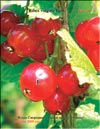 Смородина красная (Ribes vulgare Lam.)