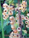 White currant (Ribes rubrum)