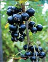 Black currant (Ribes nigrum L.)