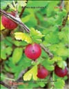 Gooseberry (Rubes uva-crispa L.)