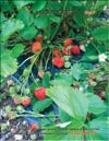 Garden strawberries (Fragaria ananassa)