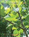 Several generations of figs (Ficus carica L.)