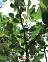 Several generations of figs (Ficus carica L.)