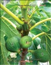 Несколько поколений плодов на ветках Фигового дерева (Ficus carica L.)