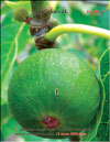 Several generations of figs (Ficus carica L.)