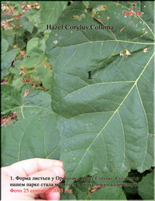 Turkish Hazel