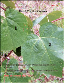 Turkish Hazel